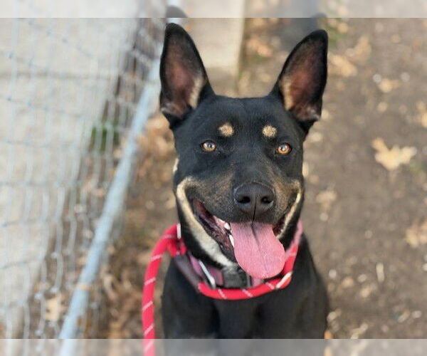 Medium Photo #2 Shepweiller Puppy For Sale in Tulsa, OK, USA