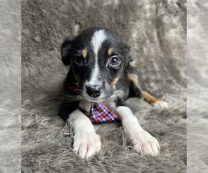 Australian Shepherd-Unknown Mix Dogs for adoption in Grafton, WI, USA