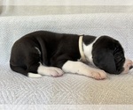 Small #5 Great Dane