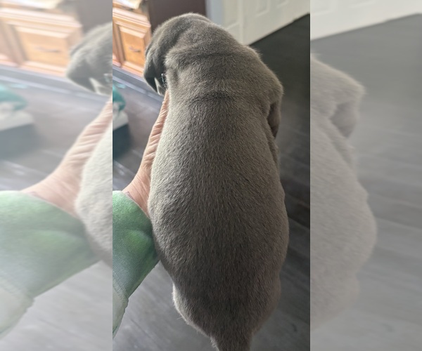 Medium Photo #9 Great Dane Puppy For Sale in CLANTON, AL, USA