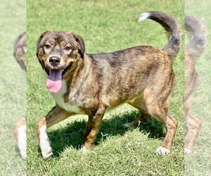 Mutt Dogs for adoption in Great Bend, KS, USA