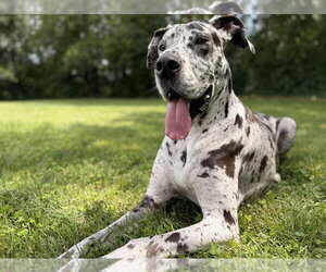 Great Dane Dogs for adoption in Bullard, TX, USA