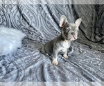 Puppy 5 French Bulldog