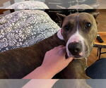 Small #29 American Pit Bull Terrier Mix