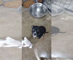 Small #1 Mutt