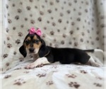 Small #2 Beagle