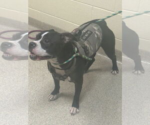American Bulldog-Unknown Mix Dogs for adoption in Virginia Beach, VA, USA