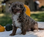 Small #6 Miniature Bernedoodle