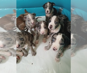 American Bully Puppy for sale in CLEARFIELD, PA, USA