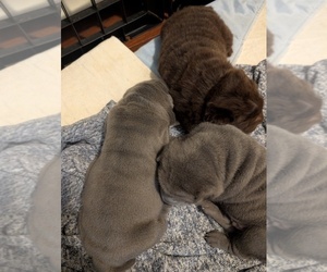 Medium Chinese Shar-Pei