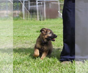 German Shepherd Dog Dogs for adoption in Holly Hill, SC, USA