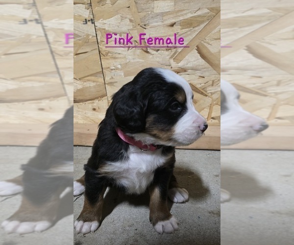 Medium Photo #2 Bernese Mountain Dog Puppy For Sale in BUHL, ID, USA