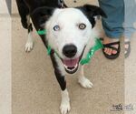 Small #7 Border Collie Mix