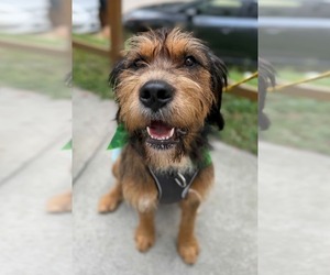 Walter - Female Mutt Dog for Adoption - Photo #2