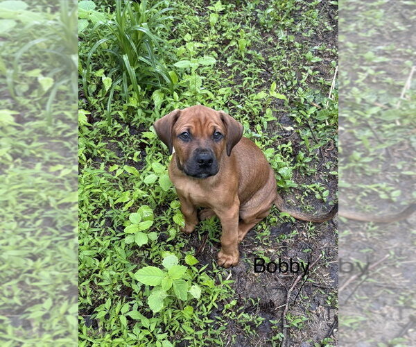 Medium Photo #1 Bulldog-Doberman Pinscher Mix Puppy For Sale in Springdale, PA, USA