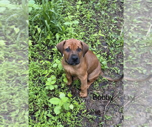 Bulldog-Doberman Pinscher Mix Dogs for adoption in Springdale, PA, USA