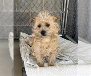 Mutt Dogs for adoption in Redlands, CA, USA