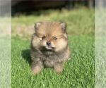 Hand delivery - Female Pomeranian Puppy for Sale - Photo #4