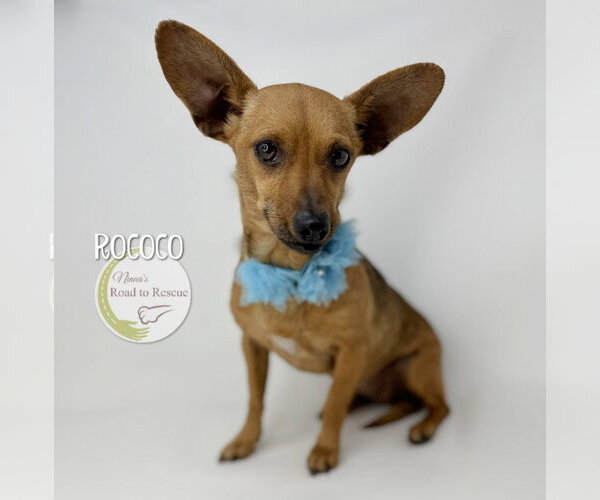 Medium Photo #1 Chiweenie Puppy For Sale in Benton, LA, USA