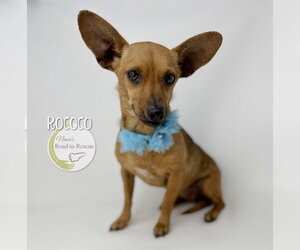 Chiweenie Dogs for adoption in Benton, LA, USA