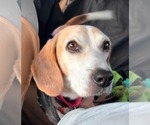 Small #15 Beagle