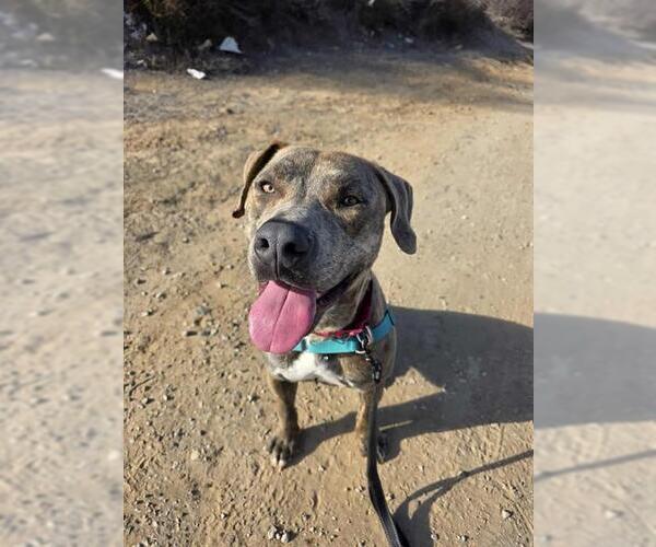 Medium Photo #1 Mutt Puppy For Sale in Chula Vista, CA, USA