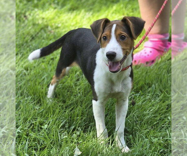 Medium Photo #3 Beagle Puppy For Sale in Yardley, PA, USA