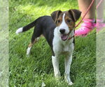 Small #2 Beagle
