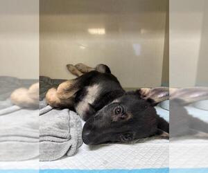 German Shepherd Dog-Unknown Mix Dogs for adoption in San Antonio, TX, USA