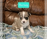 Small Photo #8 Chizer Puppy For Sale in MONTEZUMA, GA, USA