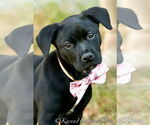 Small #7 American Pit Bull Terrier-Labrador Retriever Mix
