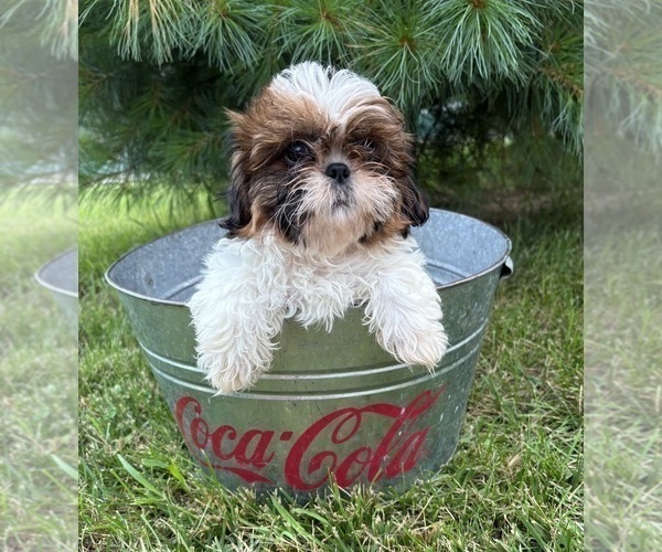 Medium Photo #4 Shih Tzu Puppy For Sale in MIDDLEBURY, IN, USA