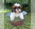 Small #3 Shih Tzu