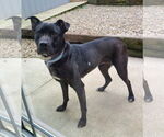 Small #4 Labrador Retriever Mix