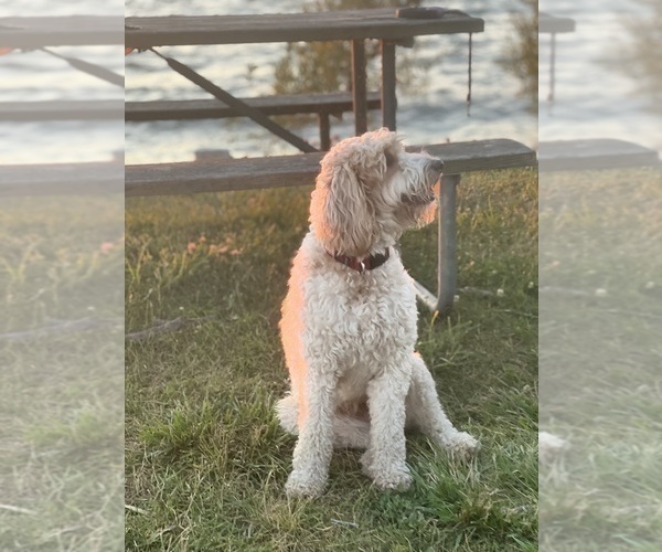 Medium Photo #1 Goldendoodle Puppy For Sale in BUDD LAKE, NJ, USA