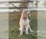 Small Photo #1 Goldendoodle Puppy For Sale in BUDD LAKE, NJ, USA
