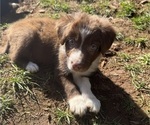 Puppy Crystal Border-Aussie