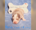 Small Photo #37 Pomsky Puppy For Sale in RAMONA, CA, USA