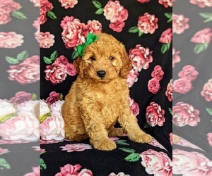 Goldendoodle-Poodle (Miniature) Mix Puppy for sale in QUARRYVILLE, PA, USA