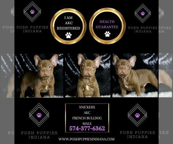 Medium Photo #2 French Bulldog Puppy For Sale in WARSAW, IN, USA