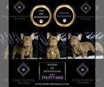 Small #1 French Bulldog