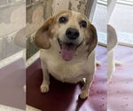 Small #2 Beagle