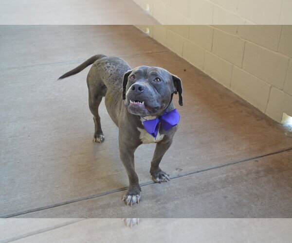 Medium Photo #1 American Pit Bull Terrier-Unknown Mix Puppy For Sale in McKinney, TX, USA