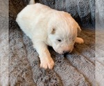 Small Photo #8 Samoyed Puppy For Sale in WASILLA, AK, USA