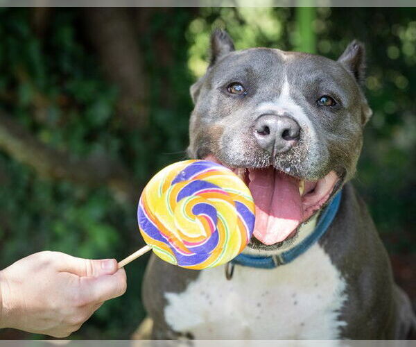 Medium Photo #1 Staffordshire Bull Terrier Puppy For Sale in Easton, MD, USA