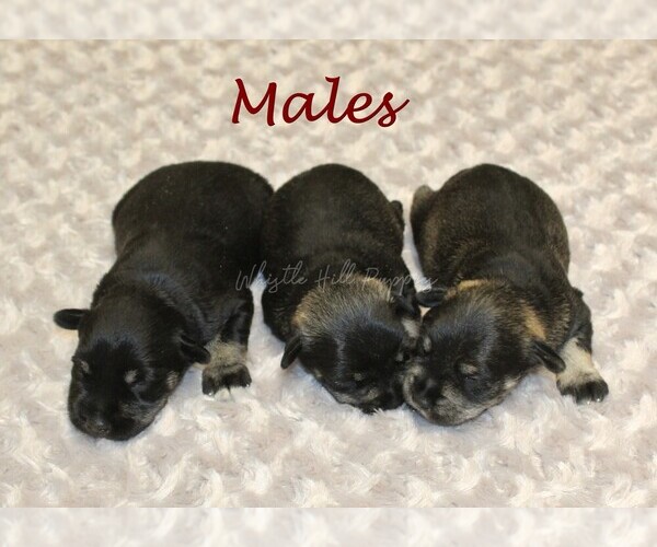 Medium Photo #4 Schnauzer (Miniature) Puppy For Sale in DENVER, PA, USA