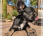 Small French Bulldog