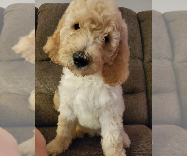 Medium Photo #3 Goldendoodle Puppy For Sale in AURORA, MO, USA