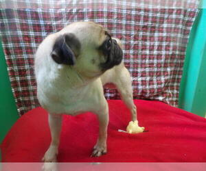 Pug Puppy for sale in PATERSON, NJ, USA