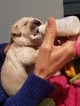 Small Photo #15 Goldendoodle Puppy For Sale in DALLAS, GA, USA